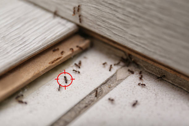  Harrisburg, OR Pest Control Pros