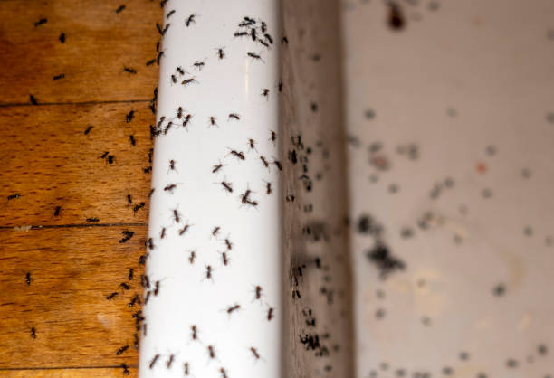 Best Wasp Removal Services  in Harrisburg, OR