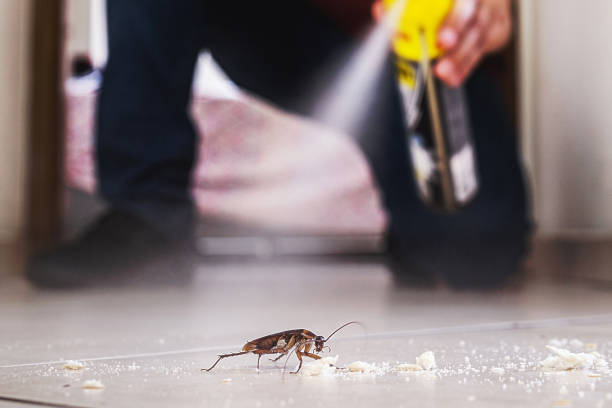 Best Rat Extermination Near Me  in Harrisburg, OR
